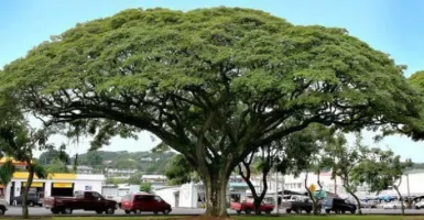 Pohon Trembesi Mampu Serap Co2 dalam Jumlah Besar