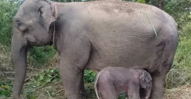 Kabar Gembira! Gajah Suci Lahirkan Anak Kedua di CRU Aceh Barat