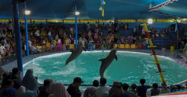 Kecerian Anak Melihat Atraksi Sirkus Lumba-lumba di Pekanbaru
