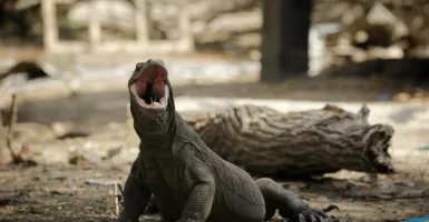 Wapres JK: Bukan Alasan Taman Nasional Komodo Ditutup