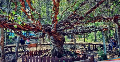 Yuk, Wisata Fantasi ala “Middle Earth” di Pohon Trinil