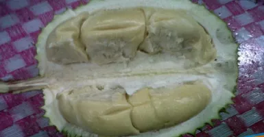 Yes Durian Ucok Medan Bisa dijumpai di Kalibata, Jakarta Selatan