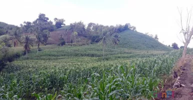 Ladang Jagung Gorontalo, Surga Selfie yang Memukau