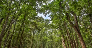 Menyusuri TN Alas Purwo, Geopark Banyuwangi yang Dihuni Ratusan Flora dan Fauna