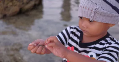 Mengagumkan, Serunya Menangkap Cacing Bau Nyale