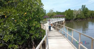 Tracking Mangrove Yang Memikat Di Gorontalo Utara