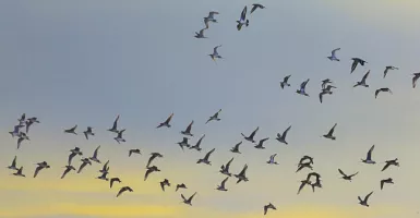 Yuk, Jadi Saksi Migrasi Satwa Burung Sikep Madu