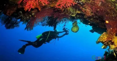 Ini Spot Diving Keren di Kabupaten Pohuwato