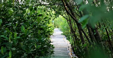 Sepuluh Tahun Hutan Mangrove Ecomarine, Berkah Bagi Lingkungan