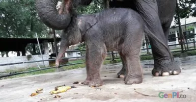Imutnya Bayi Gajah di PLG Way Kambas