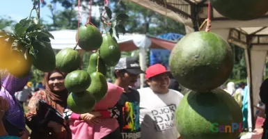 Pertama Kali di Indonesia, Festival Alpukat Ada di Pasuruan