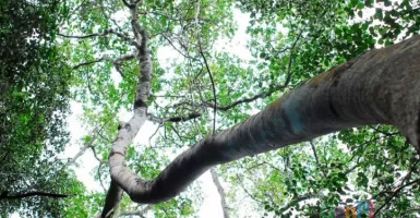 Satu Manusia Butuh Enam Pohon Penghasil Oksigen untuk Berrnafas