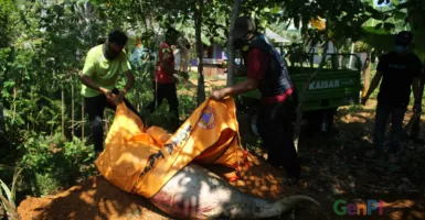 Miris, Dugong Ditemukan Mati Tanpa Kepala di Kepulauan Riau