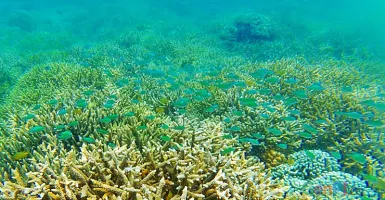 Ini Spot Keren Snorkeling di Lombok untuk Referensi Libur Lebaran