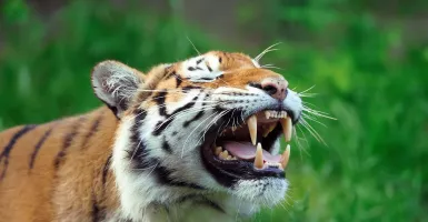 Ketika Harimau di Thailand Disiksa Demi Menyenangkan Turis