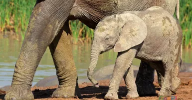 Kena Jerat, Anak Gajah ini Terluka Parah di Kaki