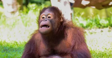 Dugaan Penyiksaan Orangutan di KBS, Video Viral di Medsos