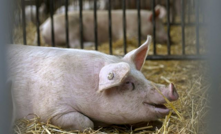 Kajian Gus Baha: Makan Daging Babi dan Anjing Bisa Halal - GenPI.co