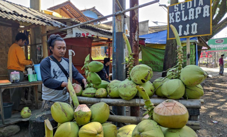 Minum Air Kelapa Bikin Segar, Tetapi Tidak Selalu Aman untuk Semua Orang - GenPI.co