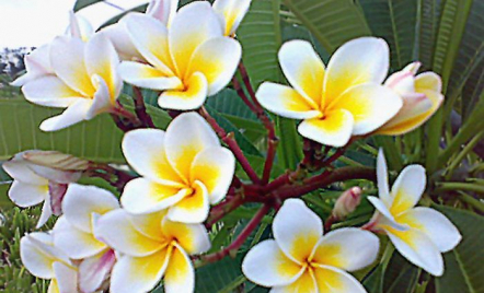 3 Manfaat Luar Biasa Kelopak Bunga Kamboja, Ampuh Obati Stres - GenPI.co