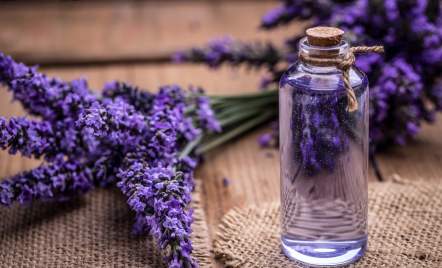 Mengenal Semerbak Wangi Lavender dari Ladangnya di Prancis - GenPI.co