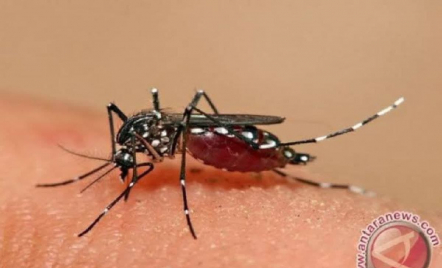4 Cara Alami dan Efektif Mengusir Nyamuk - GenPI.co
