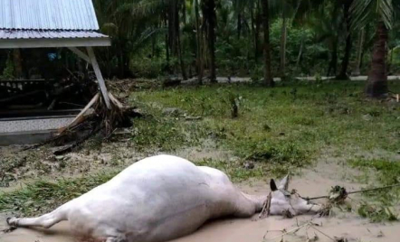 178 Hewan Ternak Mati Diterjang Banjir Bandang Sulteng, Astaga! - GenPI.co