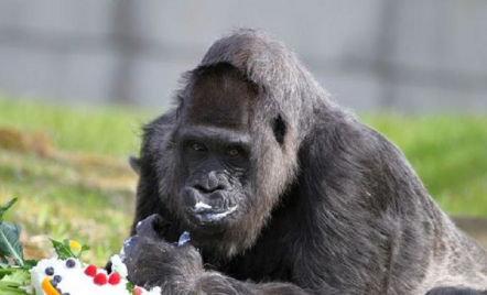 Gorila Tertua di Dunia Rayakan Ulang Tahun, Umurnya Sebegini - GenPI.co