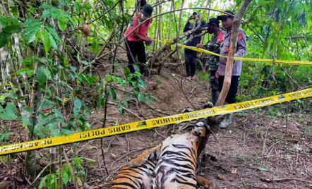 Menunggu Suami Mandi, Wanita di Riau Tewas Diterkam Harimau - GenPI.co
