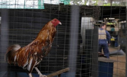 Kajian Gus Baha: Ayam Berkokok Tengah Malam Jika Melihat Malaikat - GenPI.co