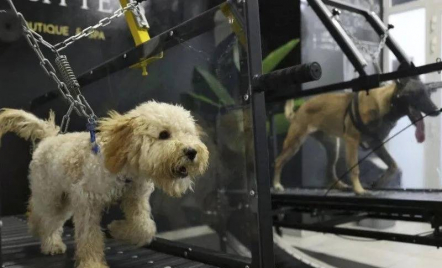 Ada Gym Khusus Buat Anjing Supaya Terlindung dari Panas - GenPI.co