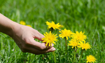 Obat Herbal dari Tanaman Dandelion Manfaatnya Dahsyat - GenPI.co