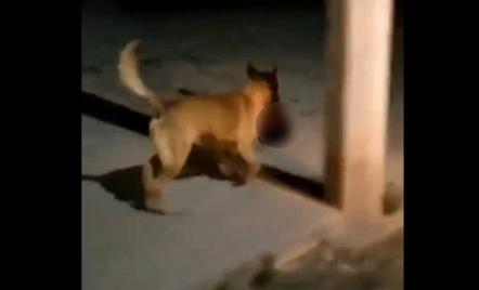 Ngeri, Anjing Berlari Sambil Membawa Kepala Manusia untuk Dimakan! Cek Videonya - GenPI.co