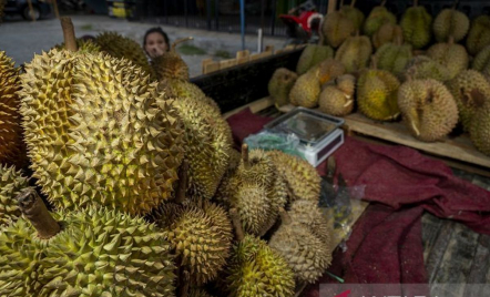 Catat! Ada Festival Durian Montong di Sulteng Pada Mei 2023 - GenPI.co