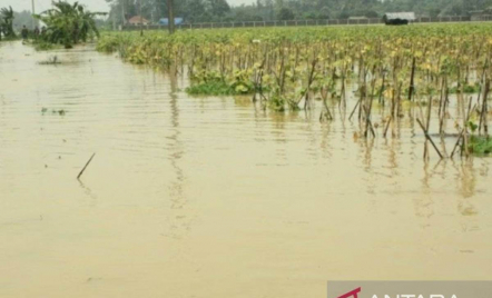 Ratusan Hektare Lahan Pertanian di NTB Rusak Diterjang Banjir - GenPI.co