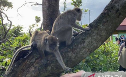 Wisatawan Pulau Monyet di Kalsel Alami Lonjakan Fantastis - GenPI.co