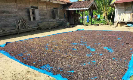 Harga Biji Kopi Robusta Lampung Barat Capai Rp 37.500 per Kg - GenPI.co