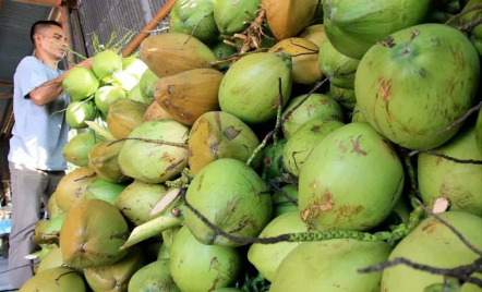 5 Manfaat Super bagi Kesehatan Jika Setiap Hari Mengonsumsi Air Kelapa Hijau - GenPI.co