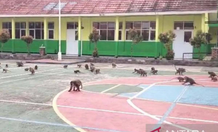 Kawanan Monyet Serbu Sekolah di Bogor, Jadi Hiburan Siswa Belajar - GenPI.co
