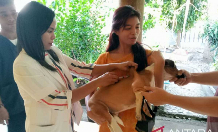 Satgas Sebut 5 Orang Meninggal Dunia Akibat Gigitan Anjing Rabies di TTS - GenPI.co