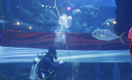 HUT RI: Jakarta Aquarium & Safari Kibarkan Bendera Merah Putih Terpanjang di Bawah Laut - GenPI.co