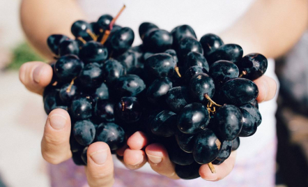 Makan Anggur Hitam Setiap Hari, Manfaatnya Nggak Main-main - GenPI.co