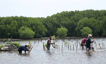 Komitmen Melestarikan Lingkungan, Bio Farma Tanam 4.000 Mangrove - GenPI.co