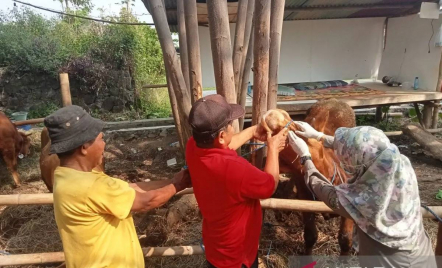 15 Sapi Asal Bantul Diseleksi Jadi Hewan Kurban Presiden, Ada Jenis Simental hingga Limosin - GenPI.co