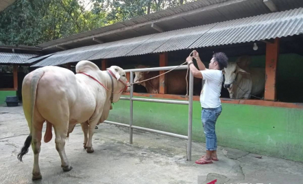 Presiden Jokowi Beli Sapi Kurban dari Bantul, Jenis PO dan Berat Hampir 1 Ton - GenPI.co