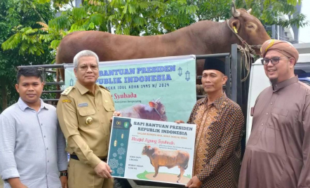 Presiden Jokowi Berkurban Sapi Seberat 1,036 Ton di Kalimantan Barat - GenPI.co