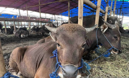 Ini Harga Sapi Kurban yang Paling Diminati Pejabat, 1 Ekor Bisa Rp 150 Juta - GenPI.co