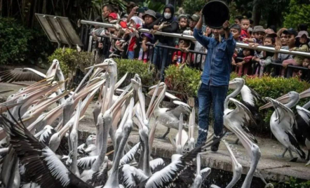 Libur Iduladha, Taman Margasatwa Ragunan Tetap Buka - GenPI.co