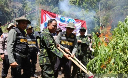 Lahan Ganja Seluas 2,5 Ha di Aceh Dimusnahkan - GenPI.co