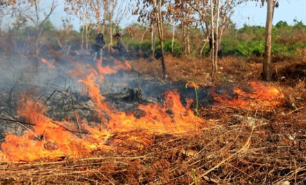 Karhutla Hanguskan Lahan Seluas 3.090 Ha di Aceh - GenPI.co